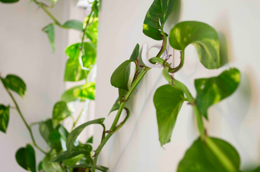 The Fan-Favorite Pothos and its Close Relatives